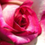 Rose-blanche - Rosiers hybrides de thé - Hessenrose